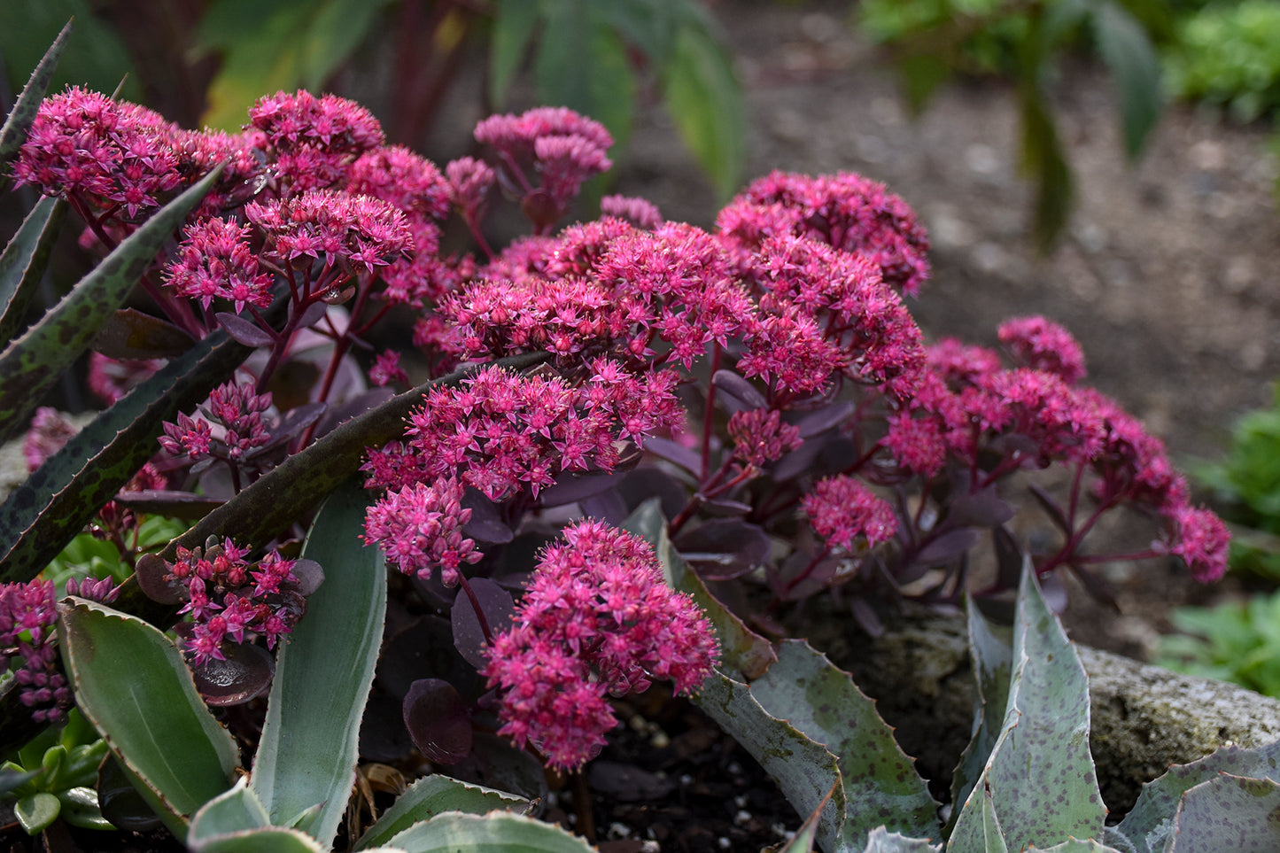 Sedum Rock 'N Round™ 'Superstar' PW®