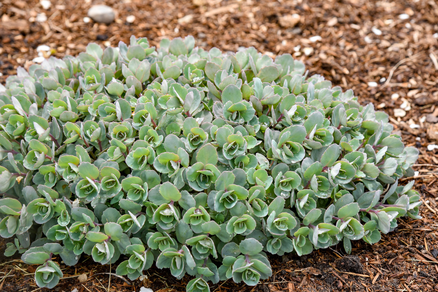 Sedum Rock 'N Round™ 'Superstar' PW®