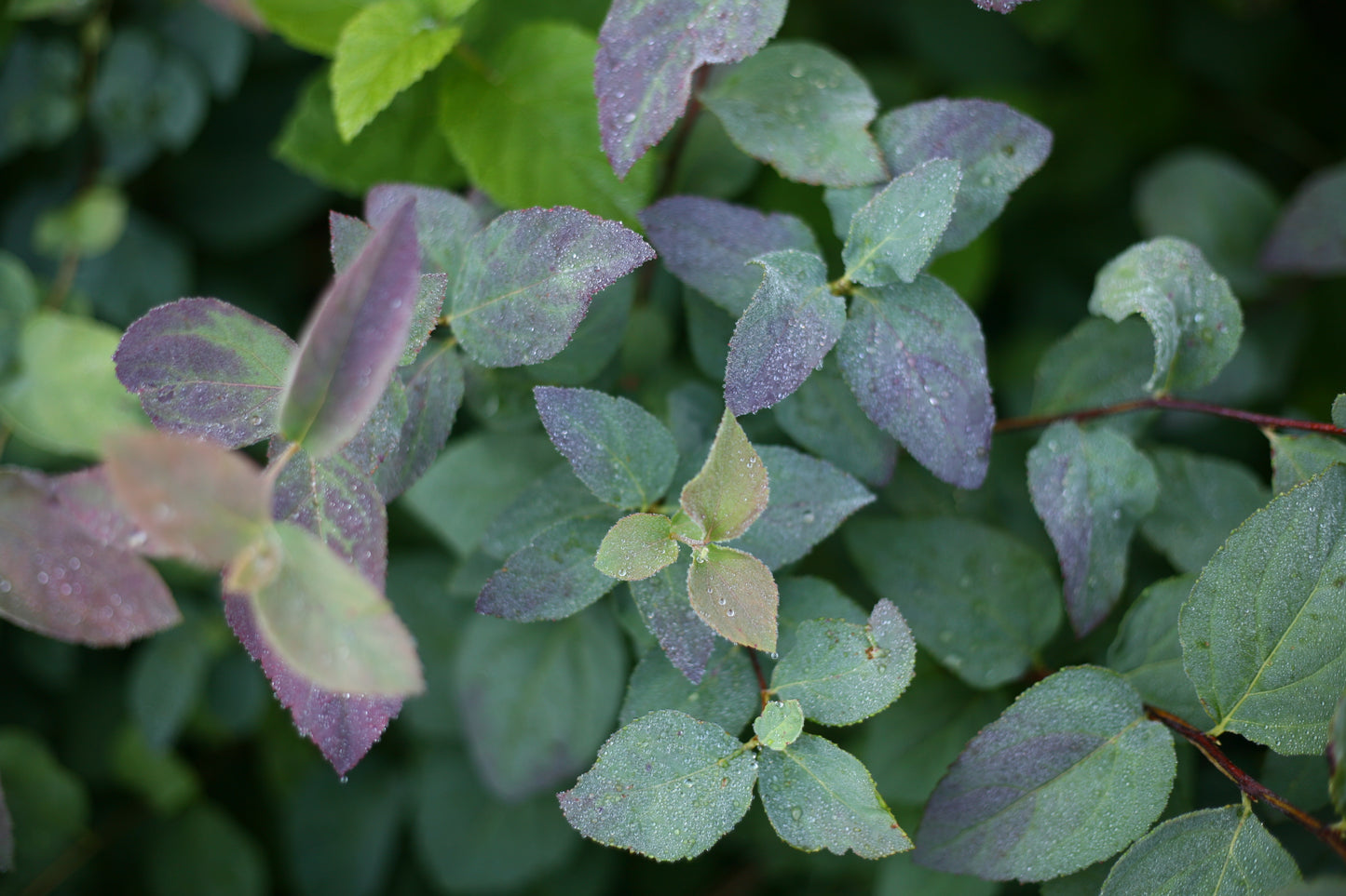 Spiraea media Double Play ® Blue Kazoo® PW®