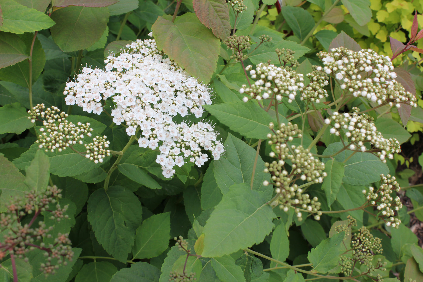 Spiraea media Double Play ® Blue Kazoo® PW®