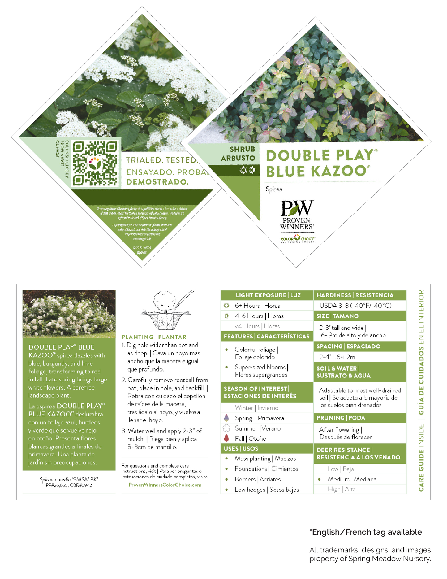 Spiraea media Double Play ® Blue Kazoo® PW®