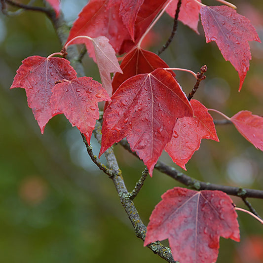 Red Sunset® Red Maple Tree