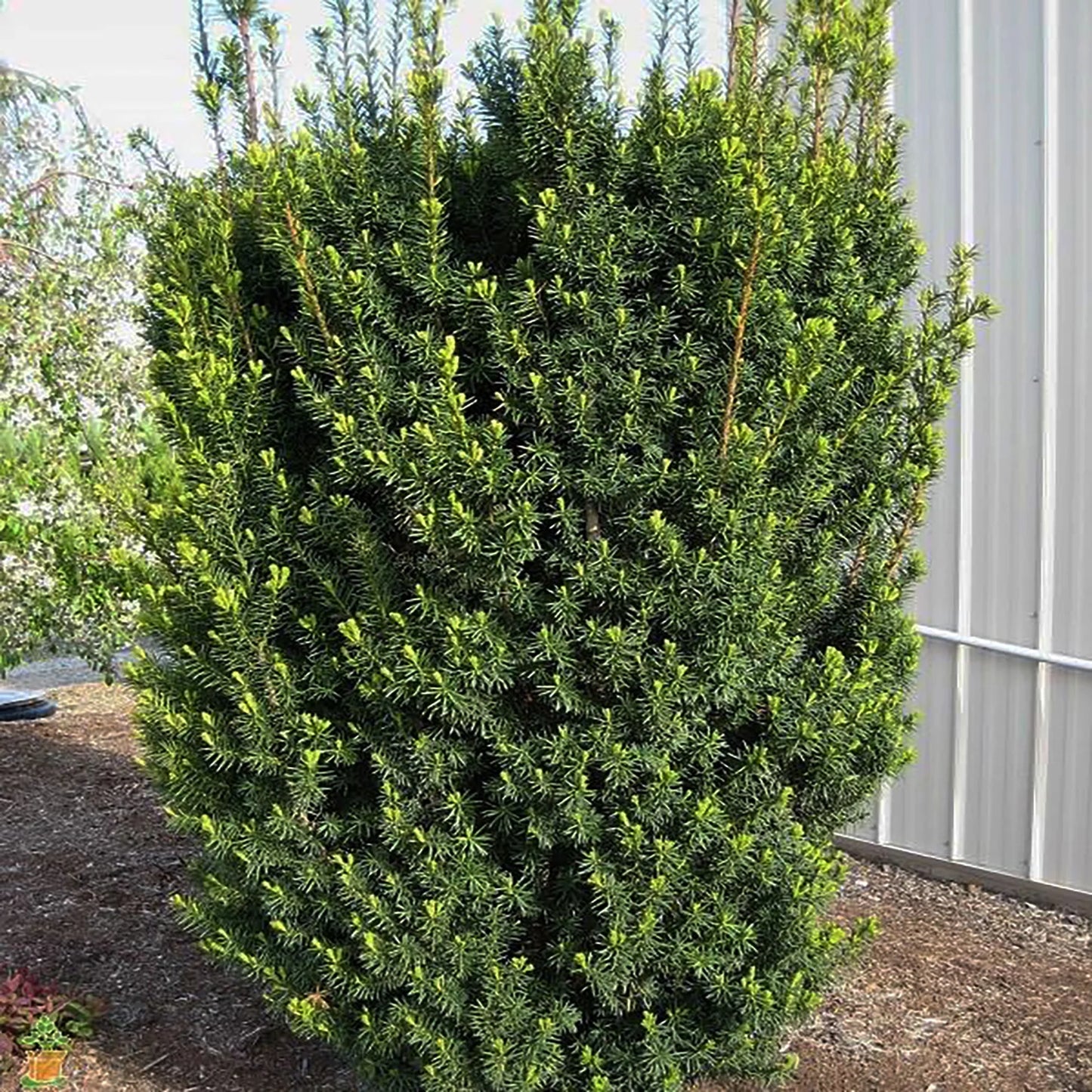Hicksii Yew