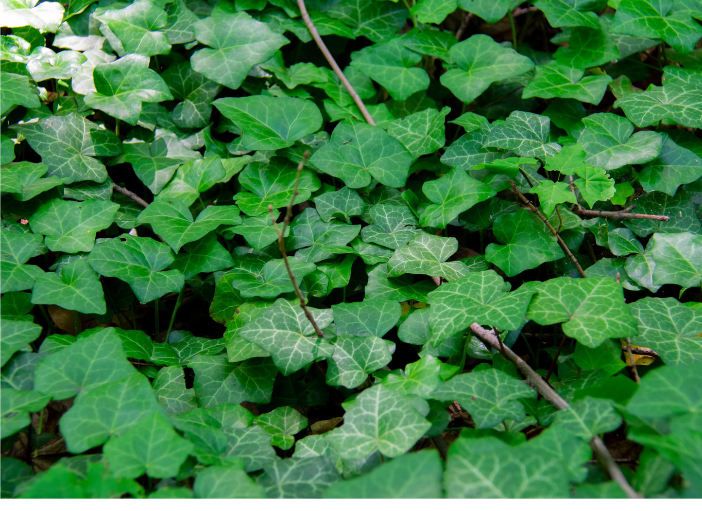 Ivy and Trailers
