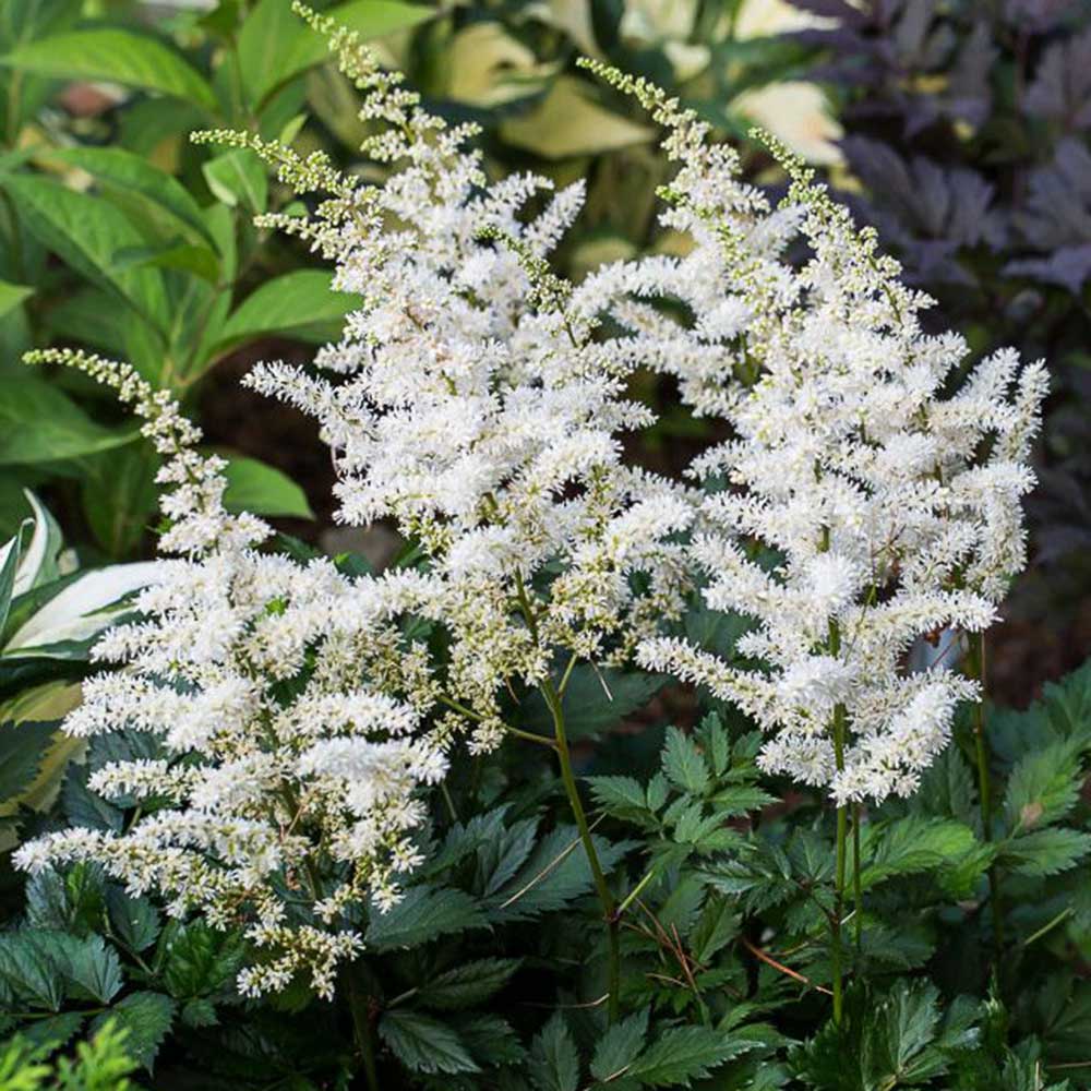 Astilbe chinensis 'Vision In White'