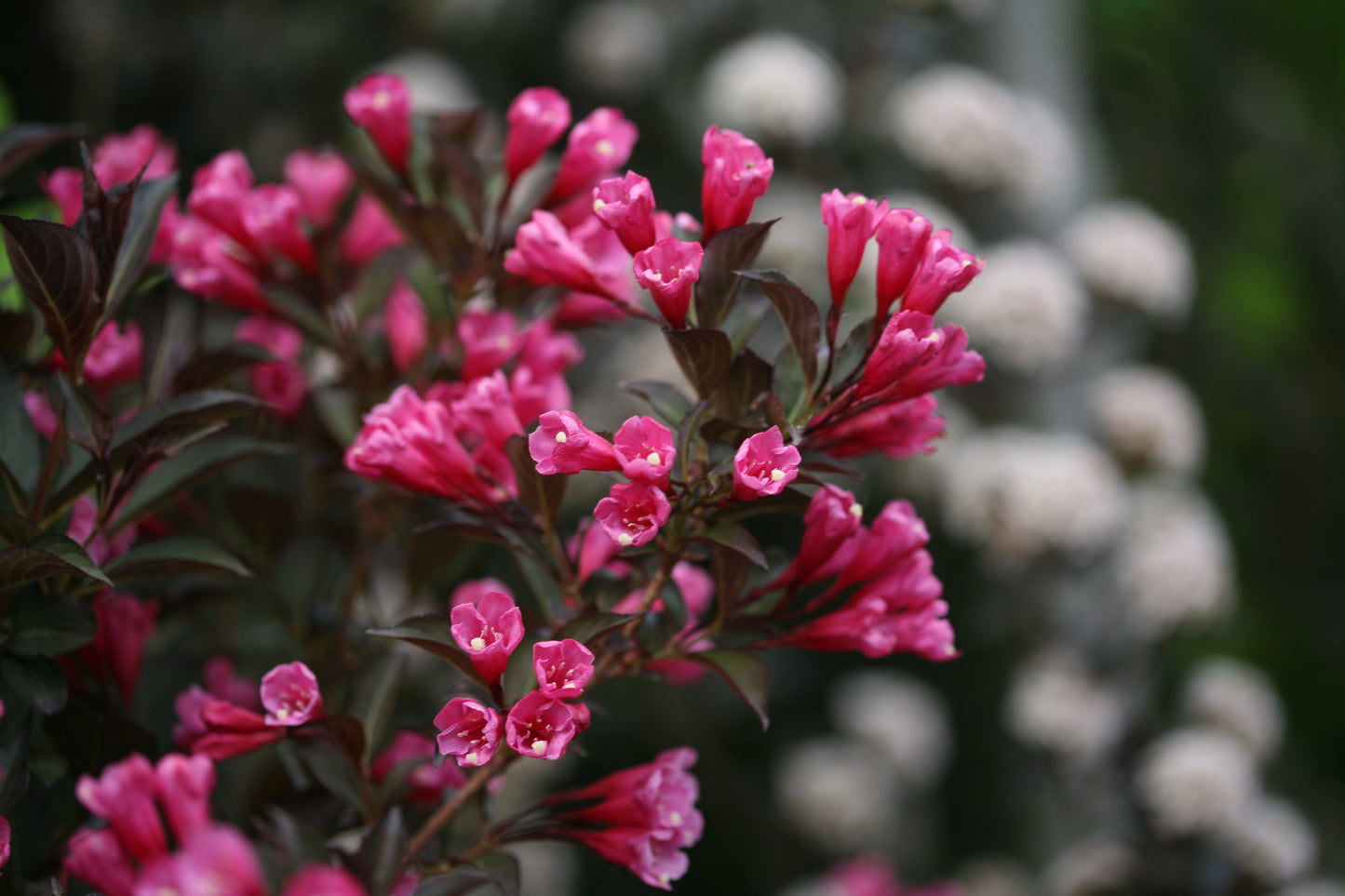 Weigela florida Wine & Roses® PW®