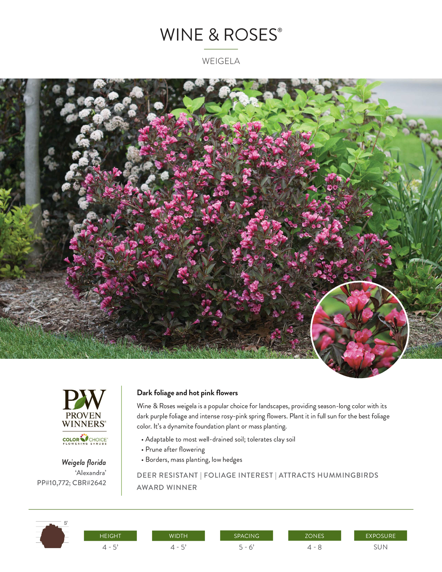Weigela florida Wine & Roses® PW®