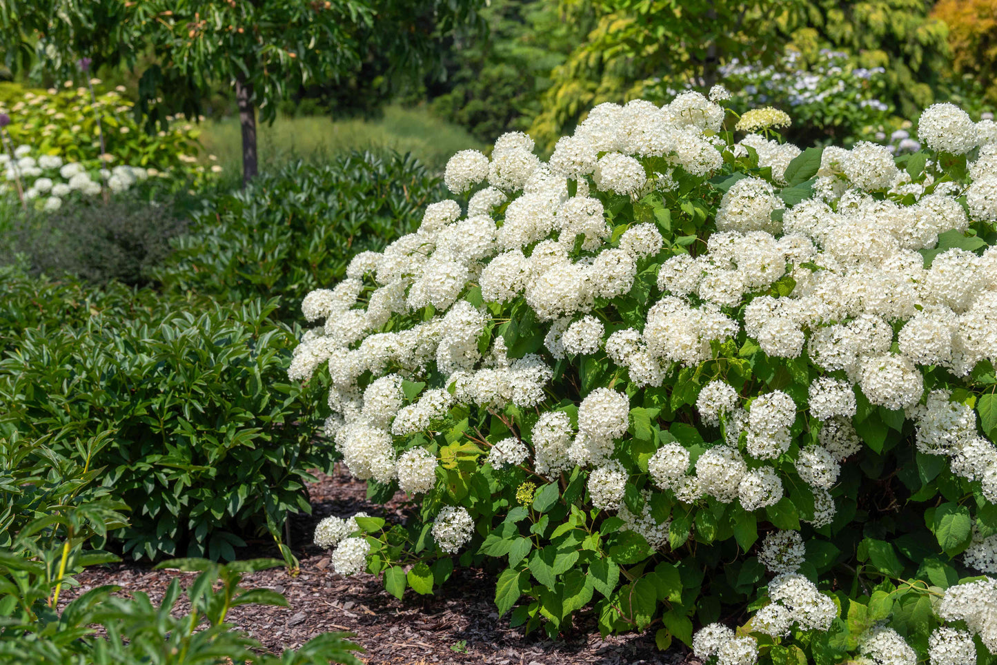 Annabelle Hydrangea