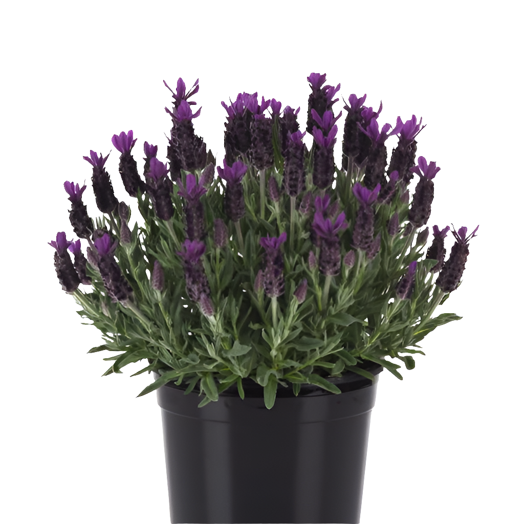 Lavender ‘Anouk Twilight’