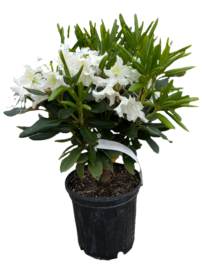 Rhododendron 'Cunningham's White'