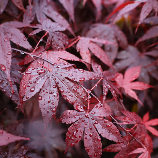 Bloodgood Japanese Maple Tree