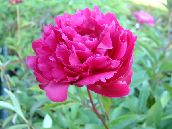 Peony 'Bunker Hill'