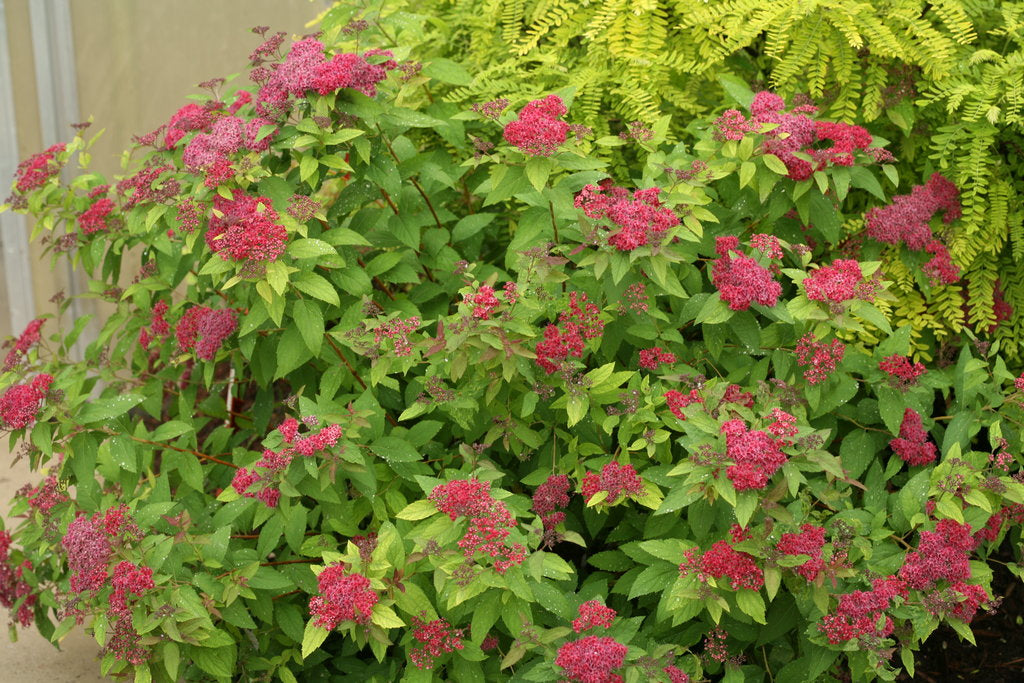 Spiraea japonica Double Play® 'Red' PW®