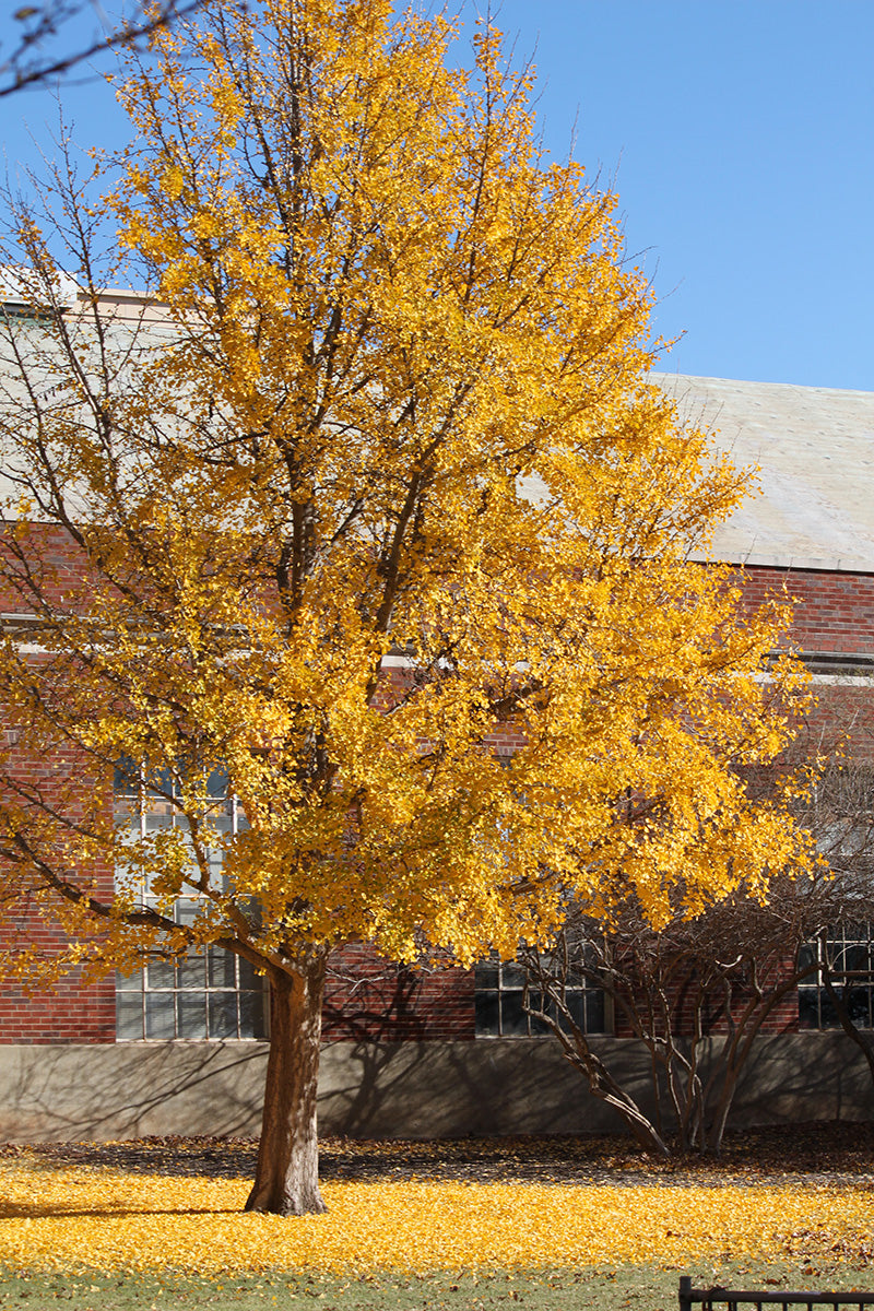 Maidenhair Tree