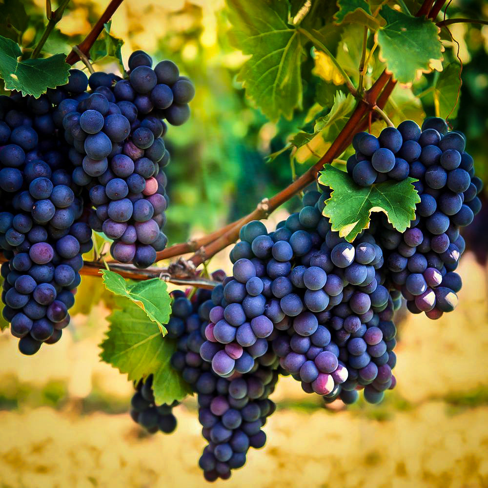 Grape 'Concord'