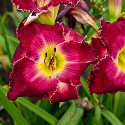 Blood, Sweat and Tears Daylily