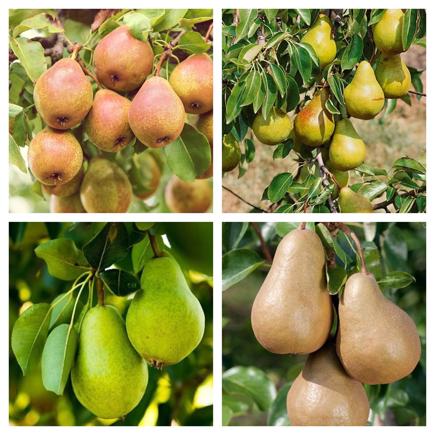 4-in-1 Pear Tree