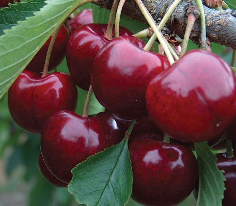 Lapin Sweet Cherry Tree