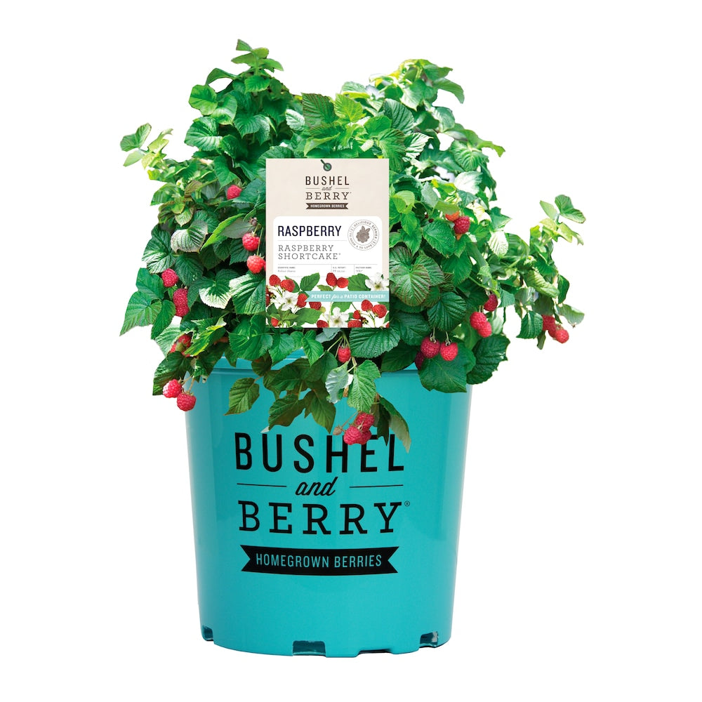 Raspberry Bushel and Berry™ Raspberry Shortcake™