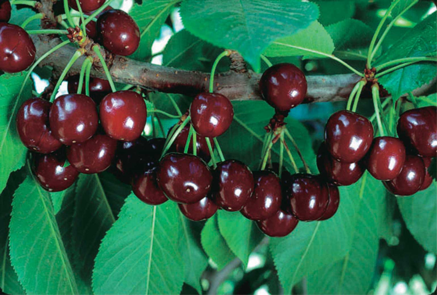 Sour Cherry 'Cupid' (Dwarf) Tree