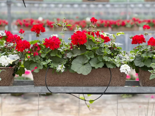 24-inch Window Box Fibre