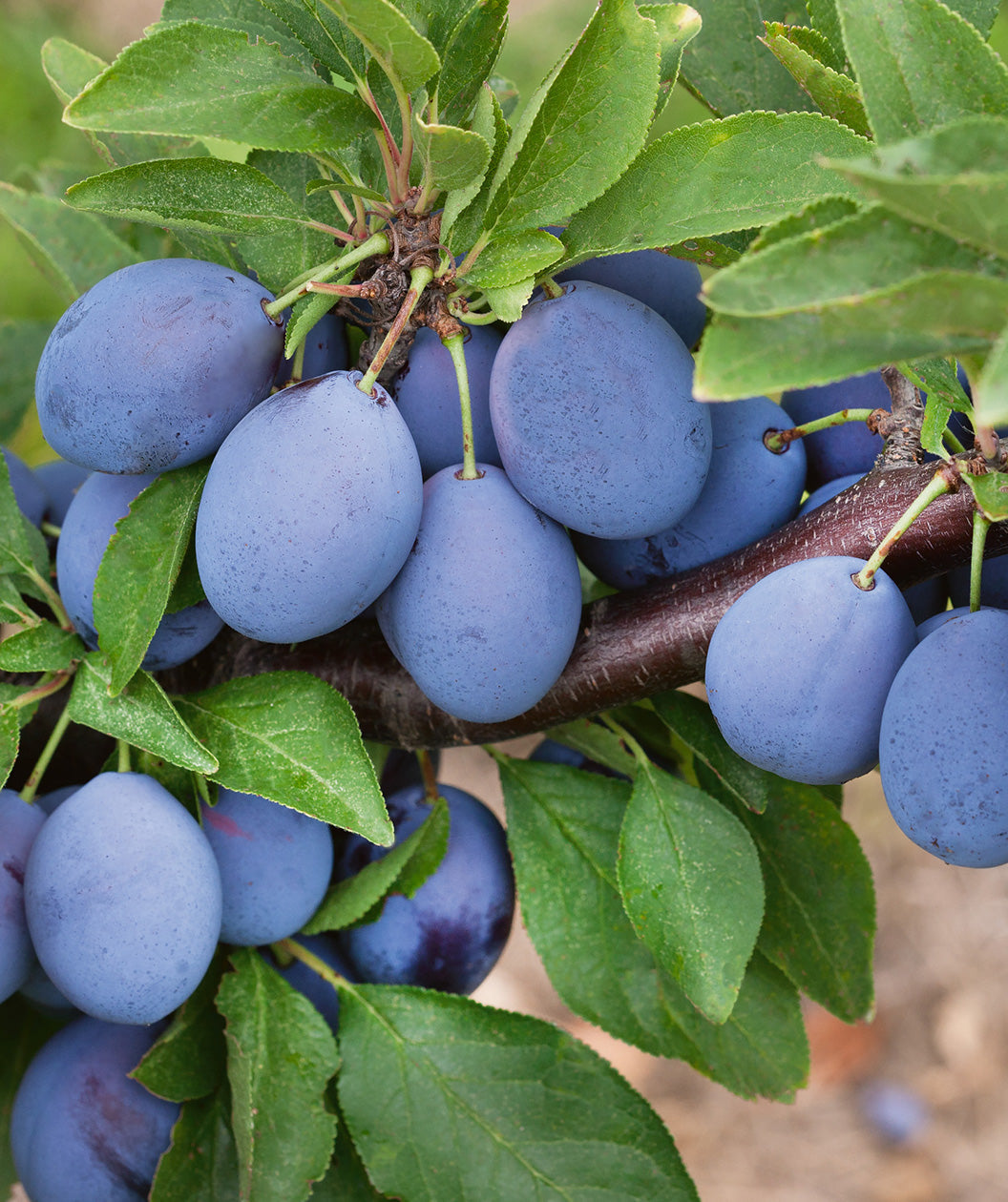 Italian Prune Plum Tree