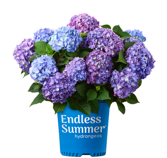 Hydrangea Endless Summer® Bloomstruck®