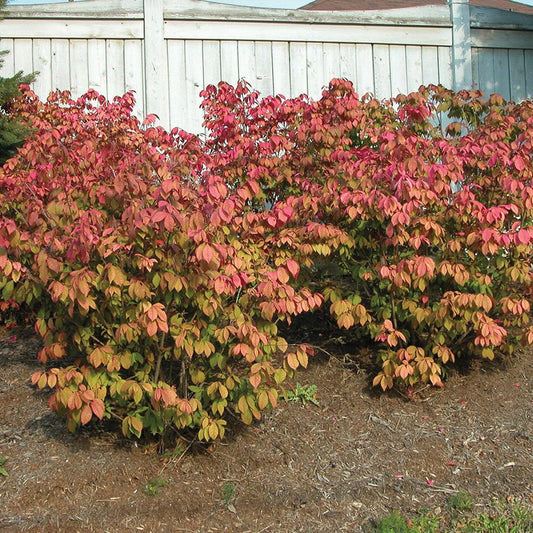Burning Bush 'Compactus'