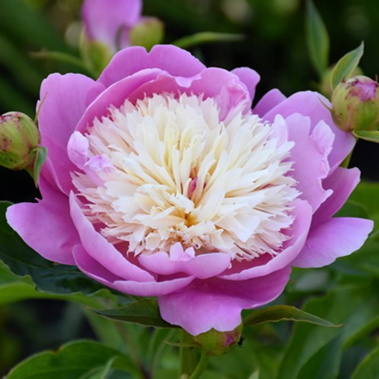 Peony 'Bowl Of Beauty'