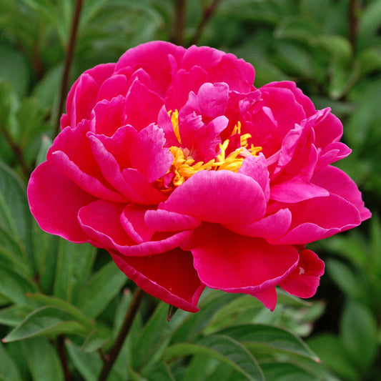 Peony 'Karl Rosenfield'