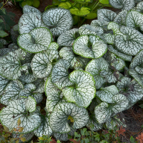 Bugloss 'Jack Frost'
