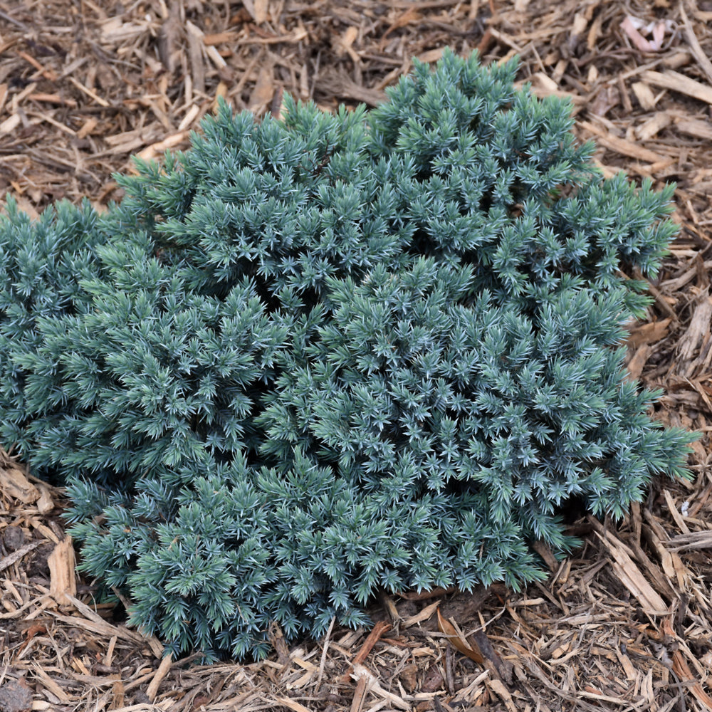 Eastern Cedar 'Blue Star'