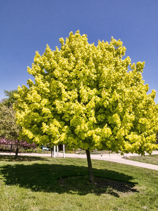 Norway Maple 'Princeton Gold'