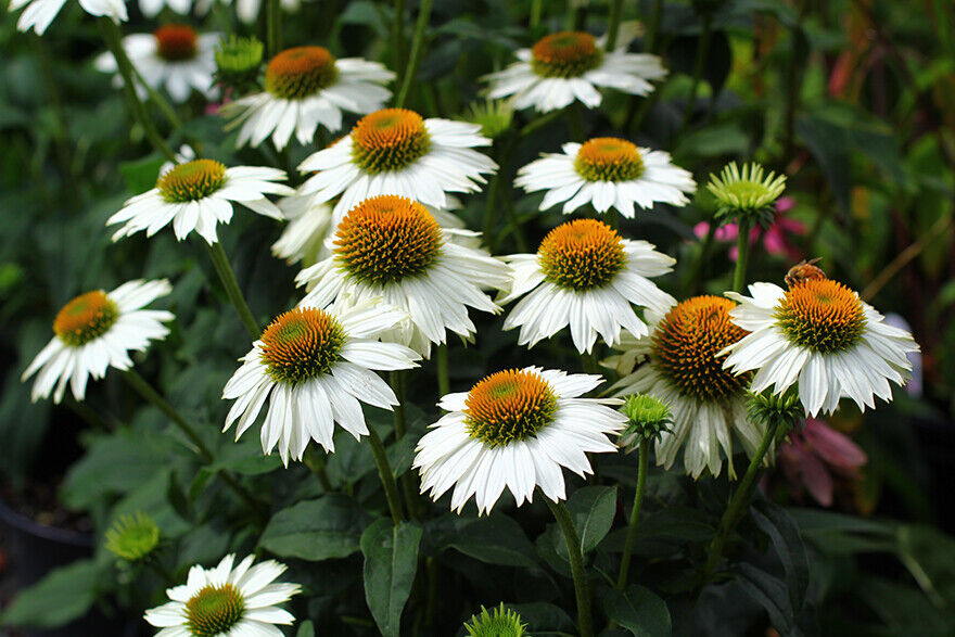 PowWow White Coneflower
