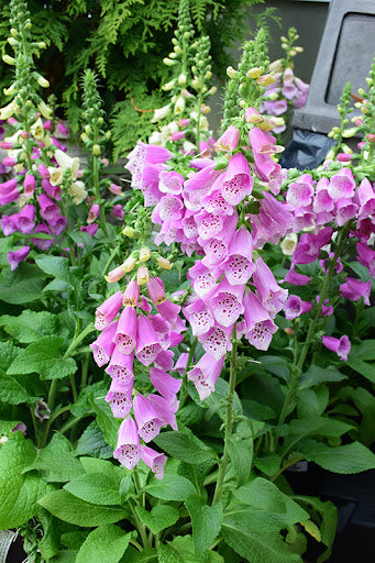 Foxglove 'Dalmatian Rose'