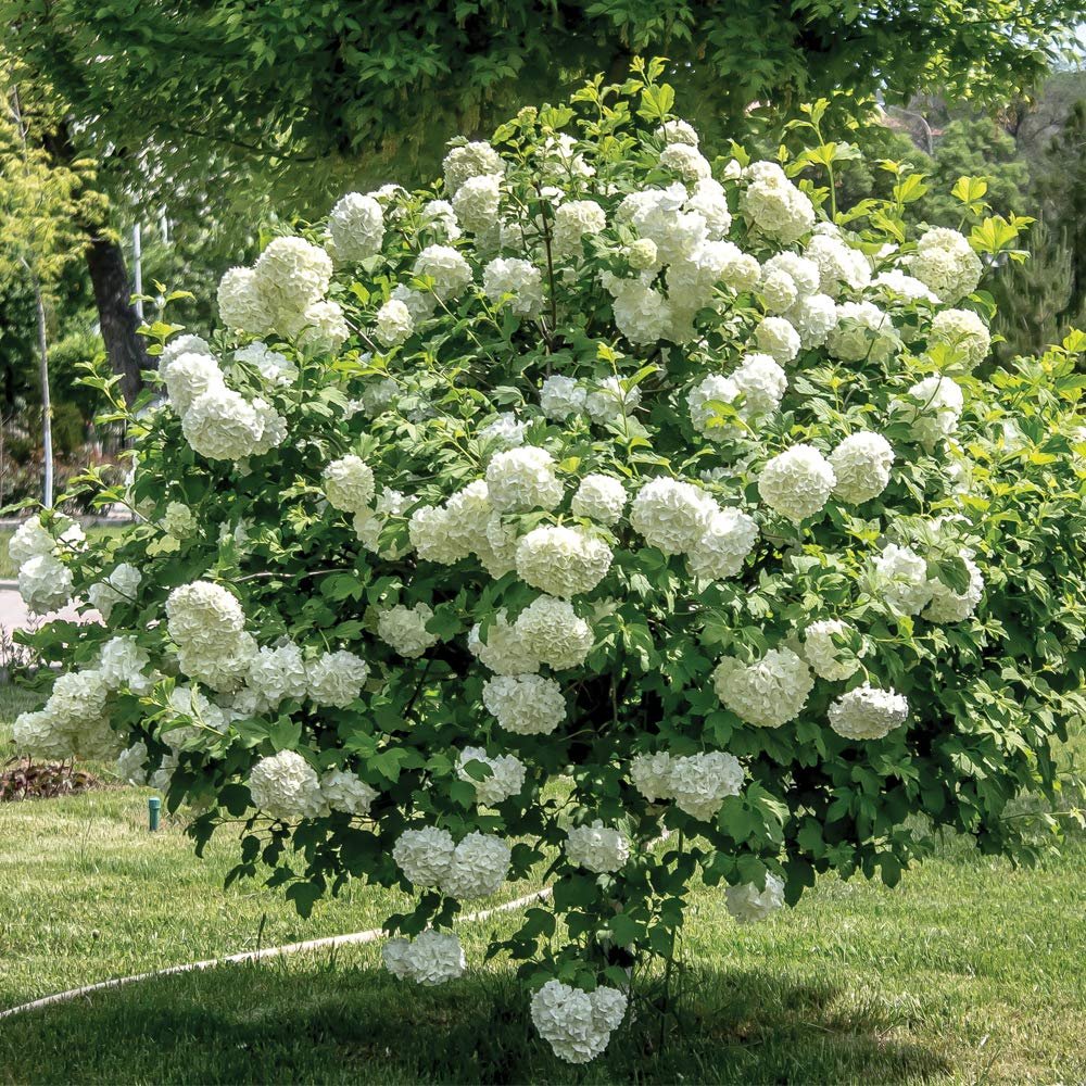 Hydrangea 'Limelight' PW®