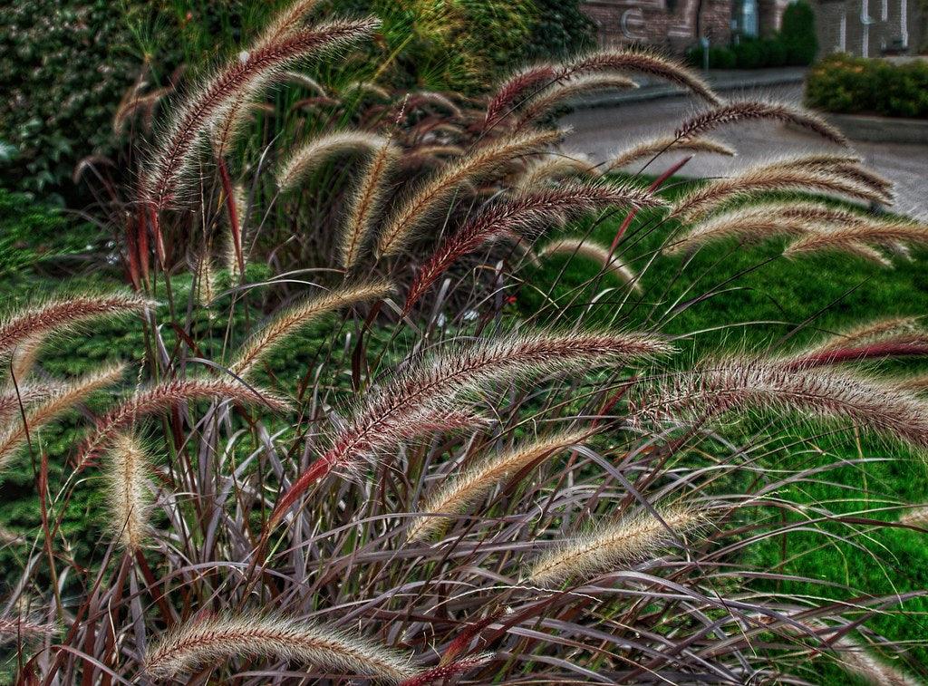 Ornamental Grasses