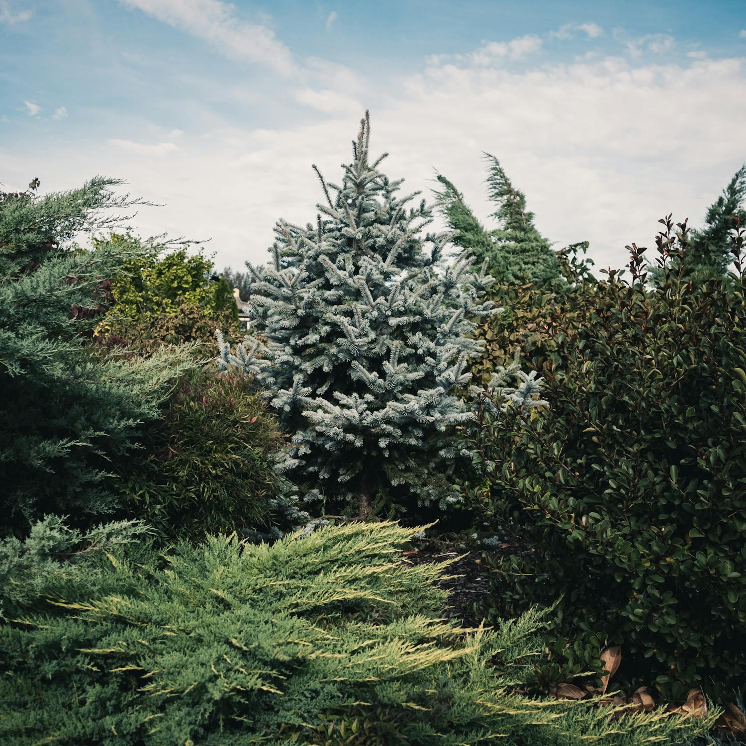 Evergreen Hedges & Conifers