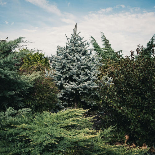 Evergreen Hedges & Conifers