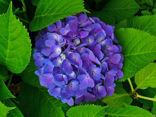 Hydrangeas