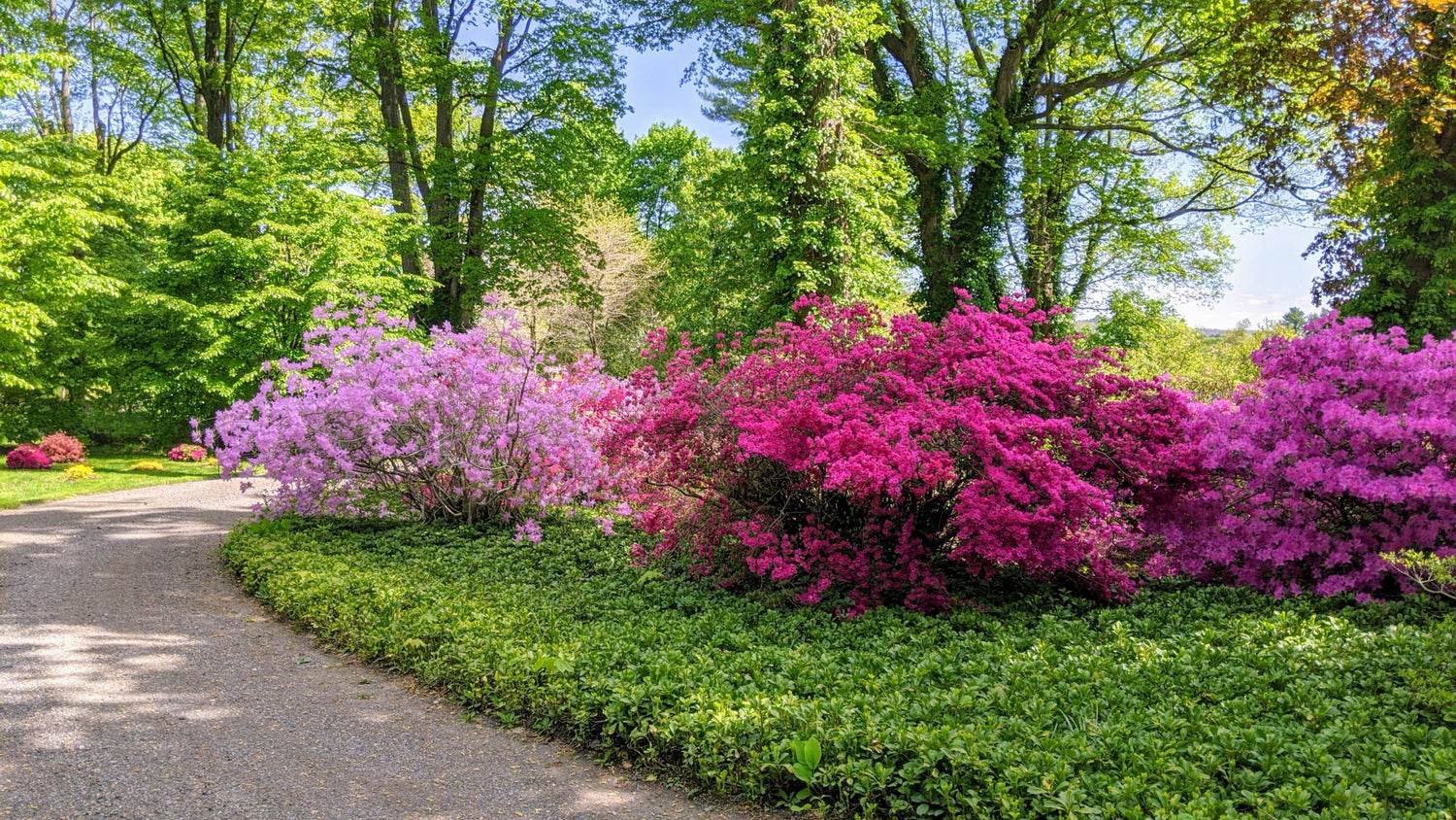 Azaleas & Rhododendrons