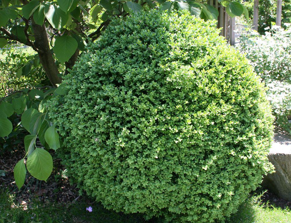Boxwood Shrubs