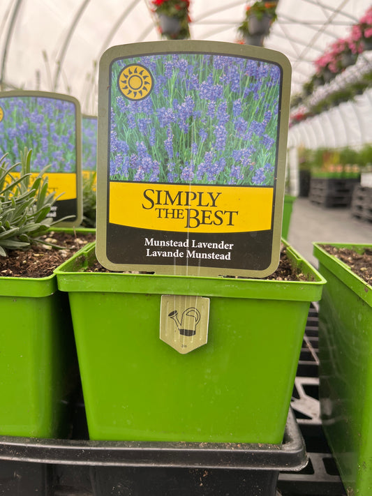 Lavender 'Munstead'