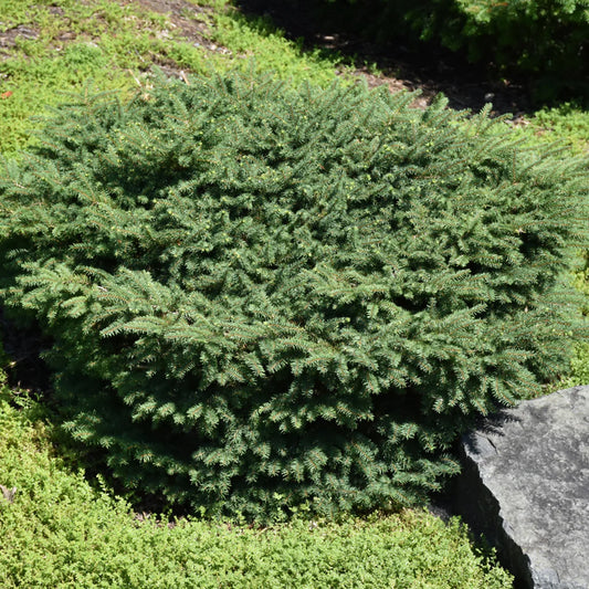 Bird's Nest Norway Spruce