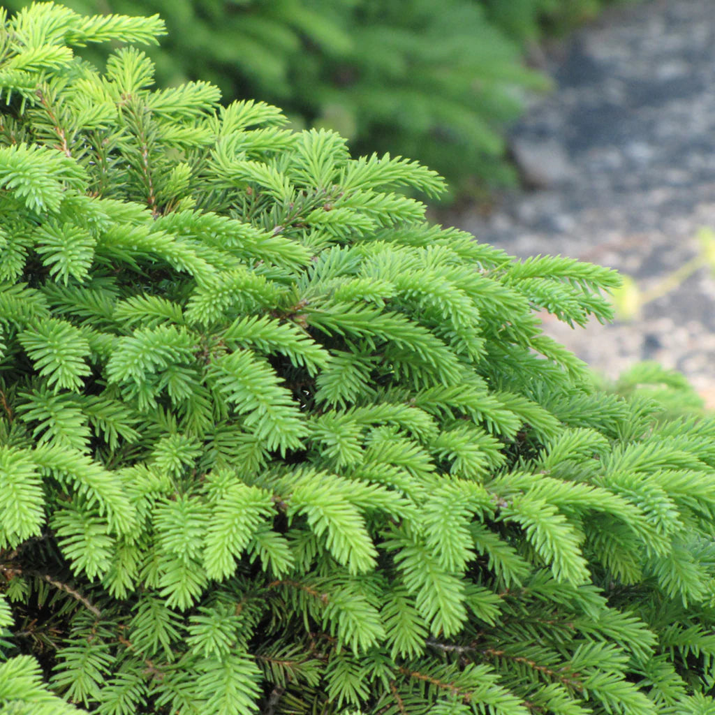 Bird's Nest Norway Spruce