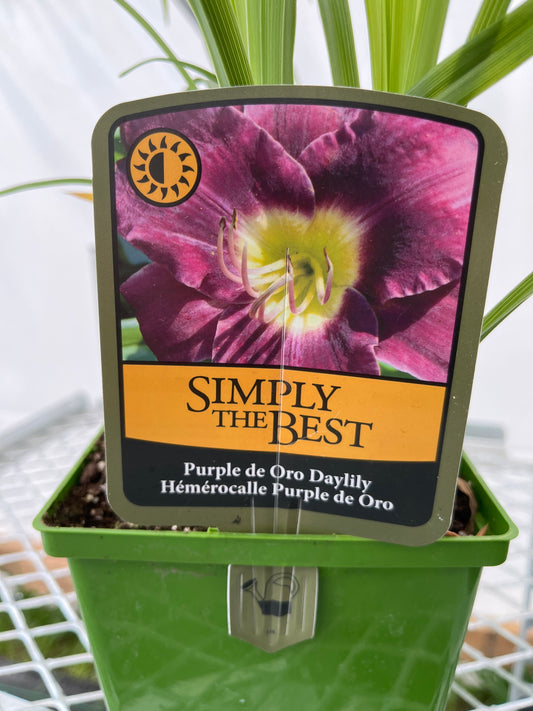 Hemerocallis 'Purple D'oro'