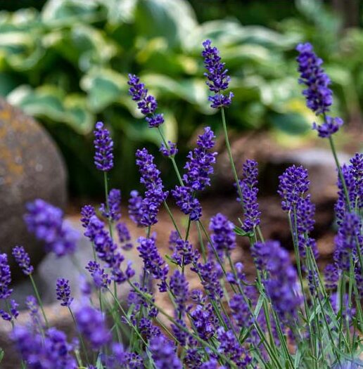 Lavender 'Big Time Blue'