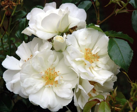 White Rose