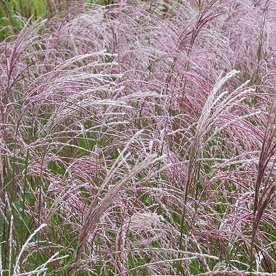 Pink Swan Maiden Grass