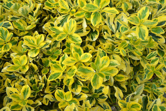 Wintercreeper 'Emerald 'n' Gold'